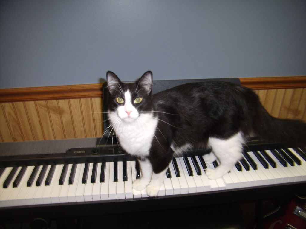 Jazzy Cat Music Studio