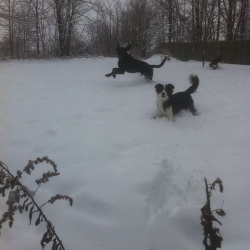 Cosmo & Raven Snow Day!