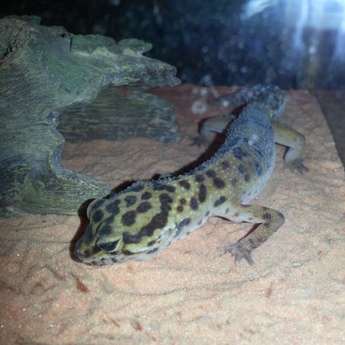 Lizzie the Gecko