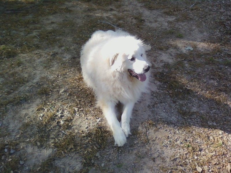 I am guarding the front yard.  If I can see it or 