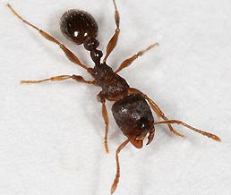 Slab Ant (small), This Ant is commonly found makin