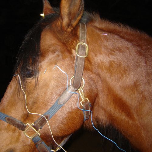 Horse being treated with acupuncture for nerve pai