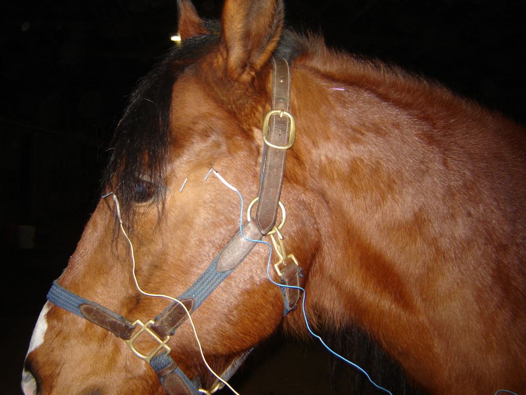 Horse being treated with acupuncture for nerve pai