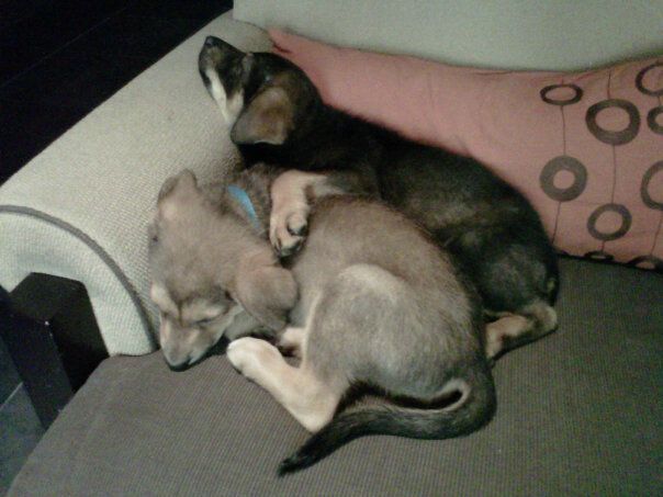 My fosters: Tarzan and Jane from the German Shephe