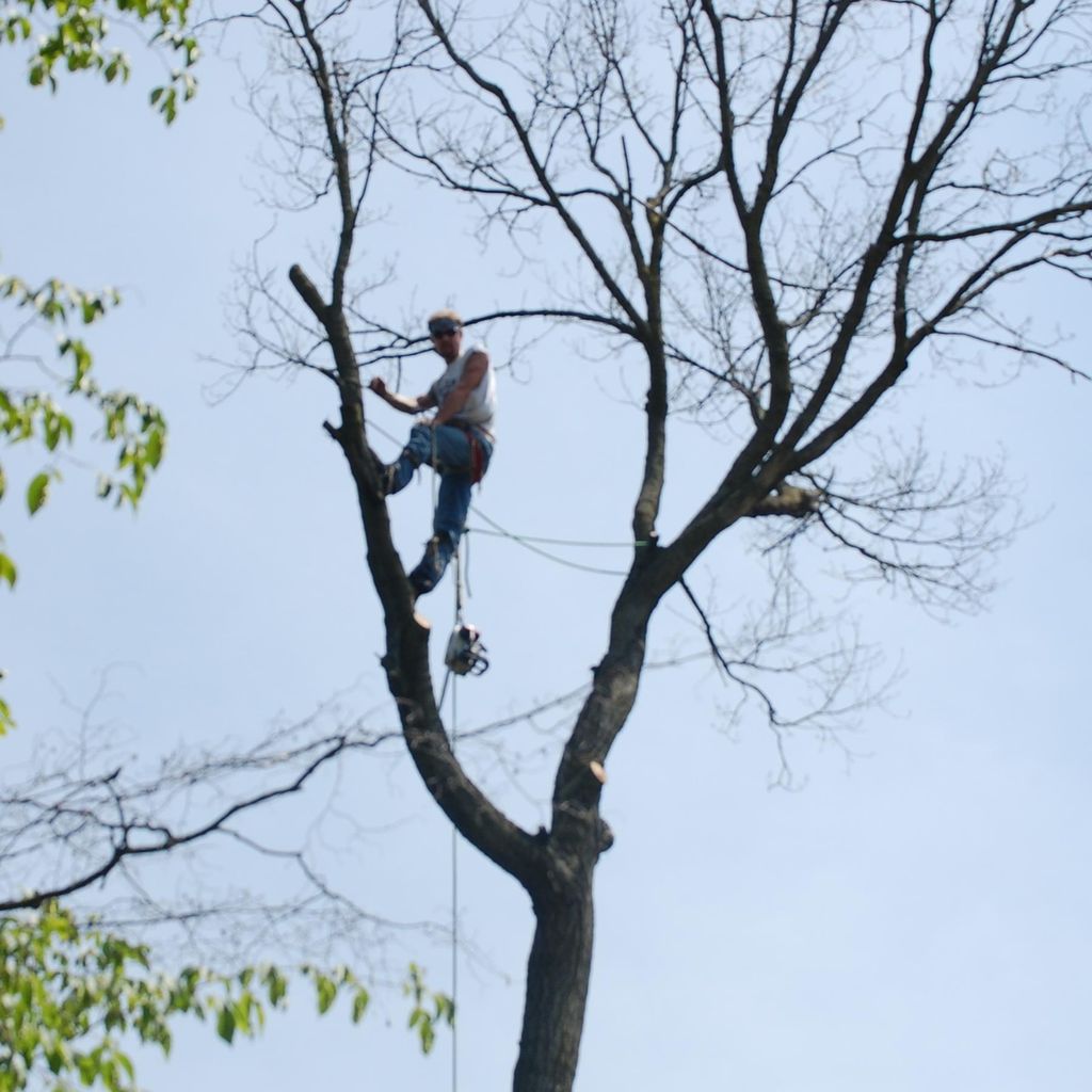 Fort Wayne Firewood & Tree Service LLC
