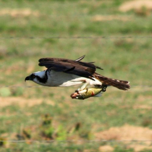 Osprey with rainbow trout prey in Fremont County, 