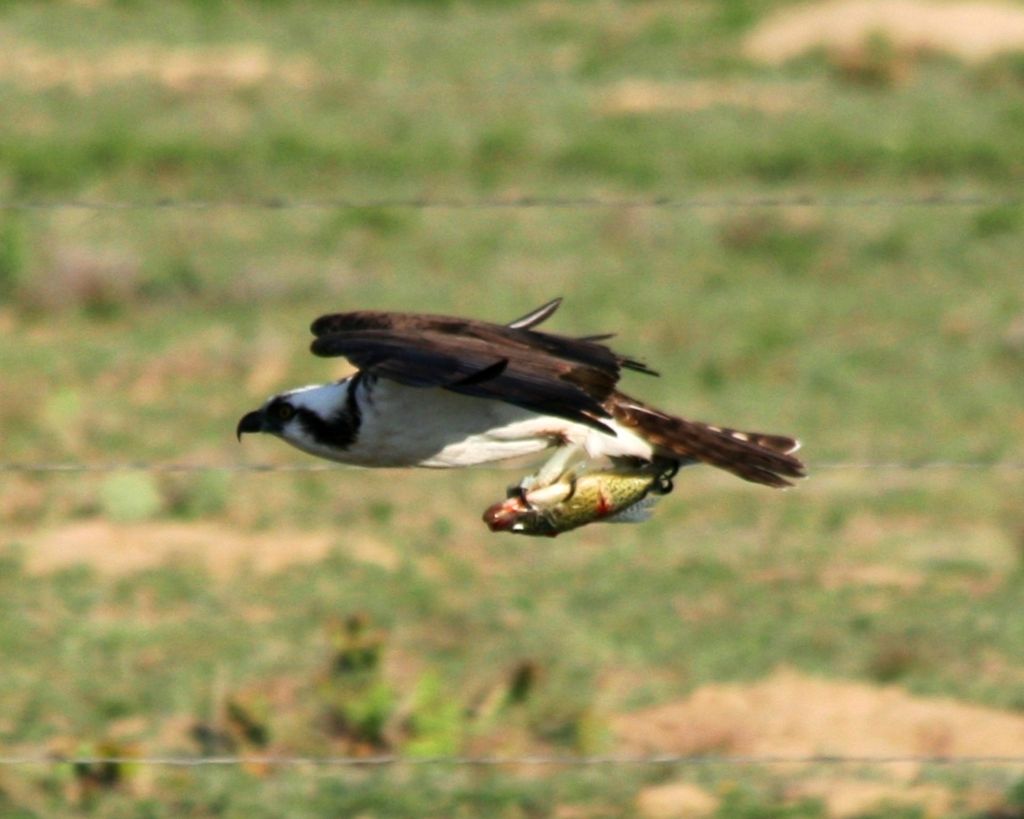 Osprey with rainbow trout prey in Fremont County, 