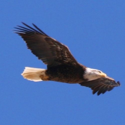 Bald Eagle, over Horseshoe Lake, Larimer County, C