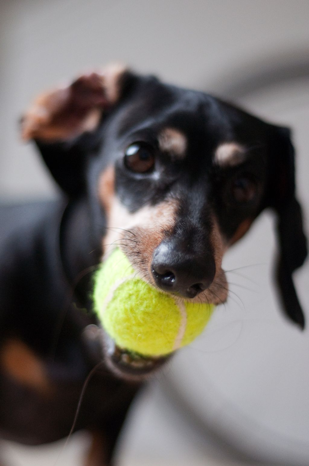 Fetch with Uego