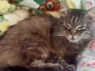 Floyd, my Maine Coon cat.