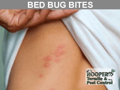 bed-bugs-cincinnati