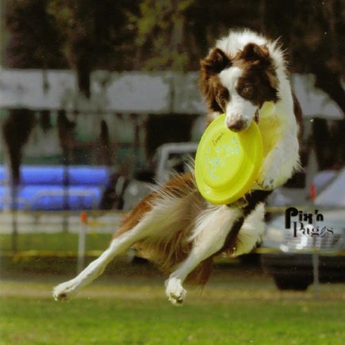 Disc dog is a fun sport for dog that enjoy playing