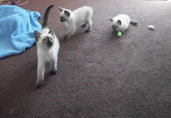 Foster kittens rescued from Carson Shelter