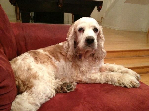 My birthday girl Bonnie who just turned 14!