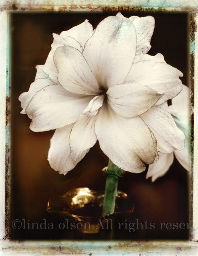 Amraylis- Photograph
