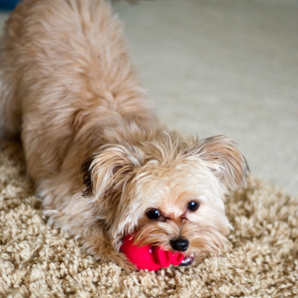 Moxie loves her Cuz ball