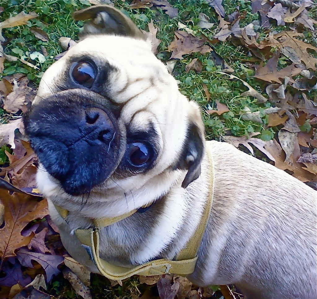 Moe the adorable pug!