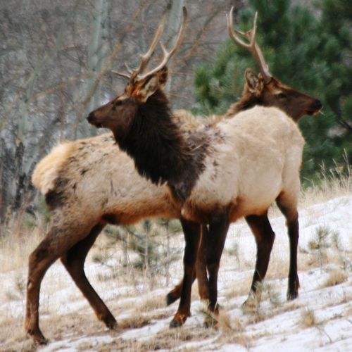 Elk near Rocky Mountain National Park, Colorado. (
