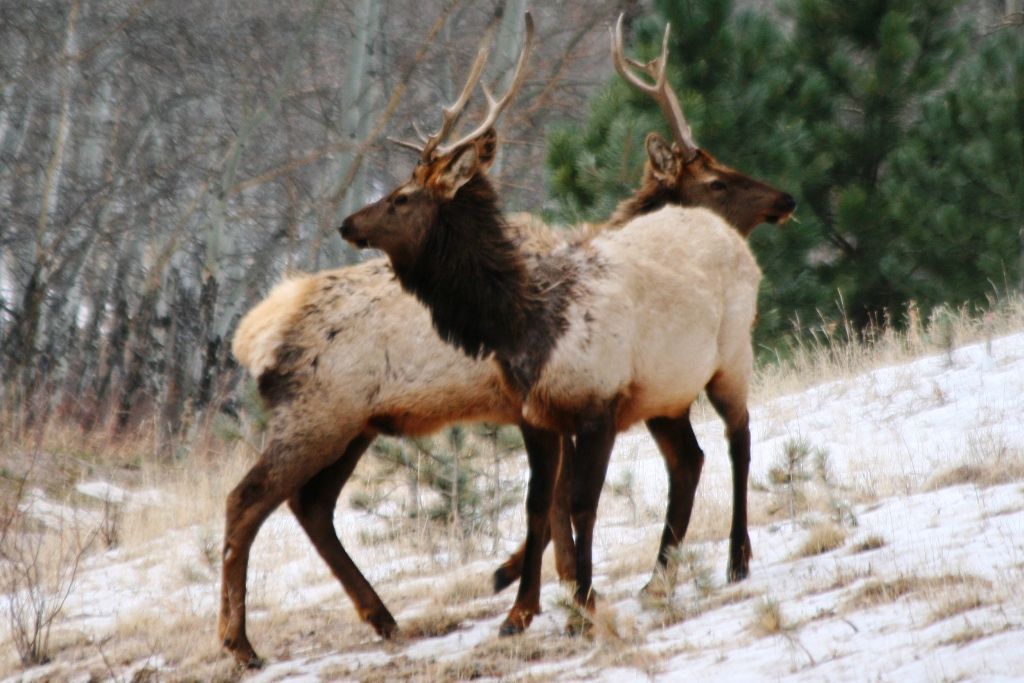 Elk near Rocky Mountain National Park, Colorado. (