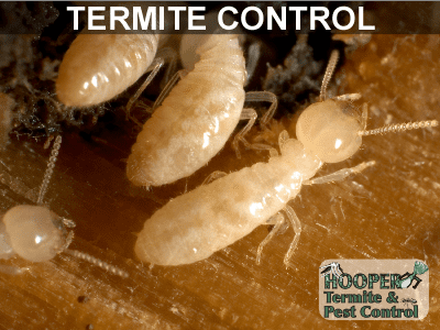 pest-control-termite
