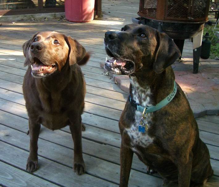 Ginger & Plott hound Gordon