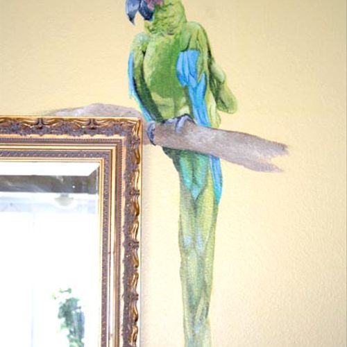 Macaw in family room.