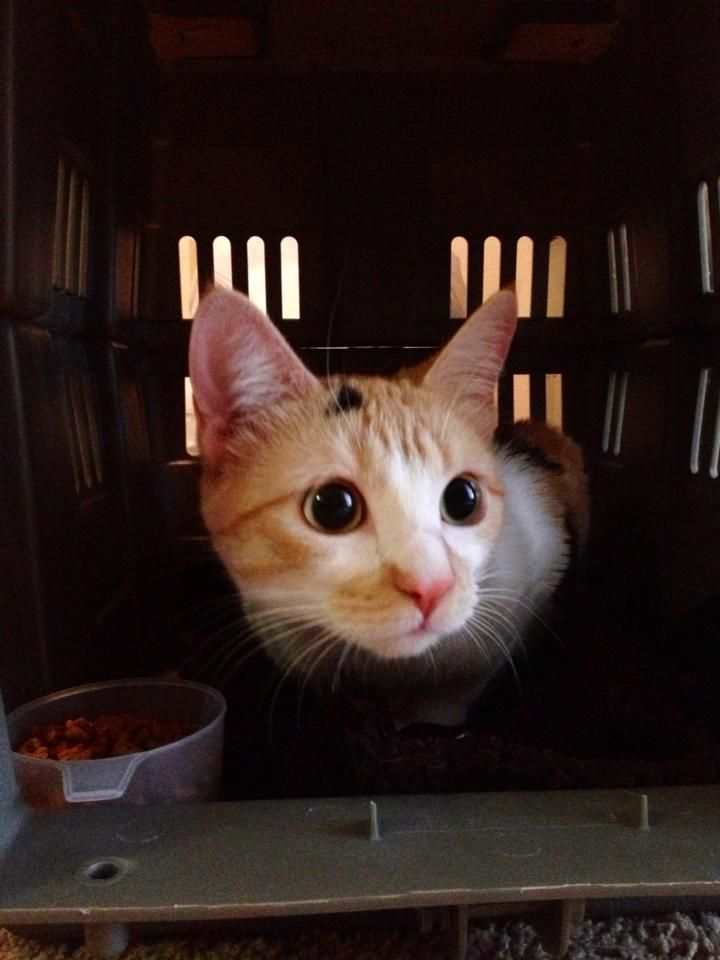 Pregnant stray. JLPS found, fostered and relinquis
