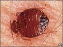 Bed bug feeding