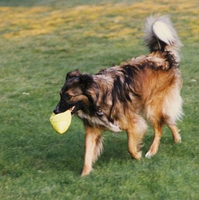 Szap at Larz Anderson Park in Brookline ~1999.