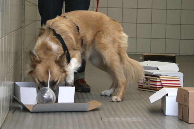 K9 Nose Work classes in Brookline