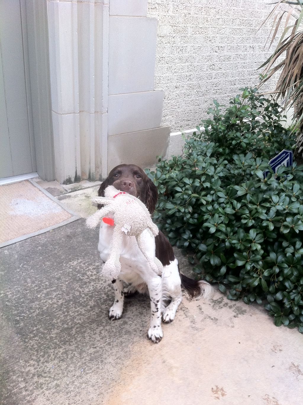 Our of my favorite dog walking customers, Boo!