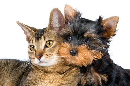 We love pets!