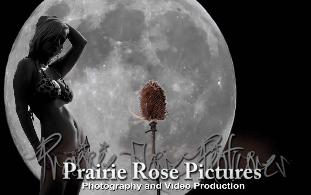 Prairie Rose Pictures