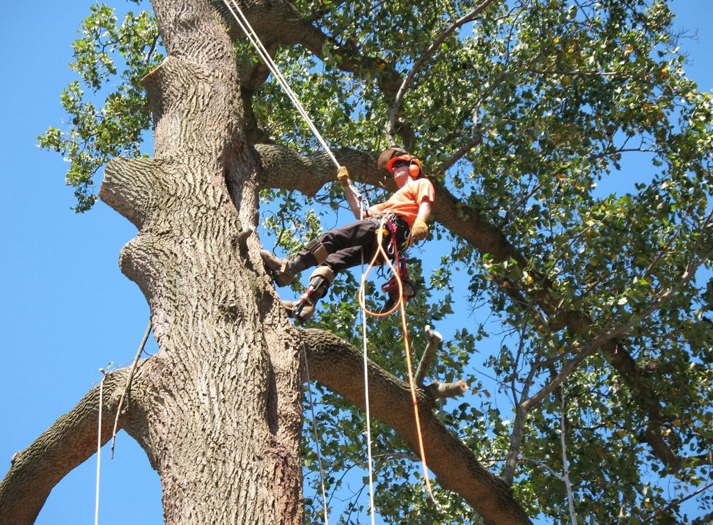 ASAP Tree Service and Property Preservation