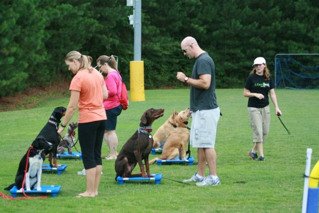 Group dog training