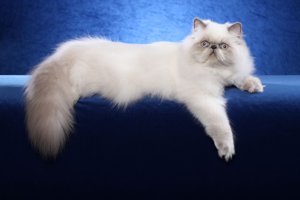 My boy Tomas - blue point Himalayan
Northeast Regi