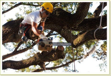 Professional tree climber trimming a live oak tree