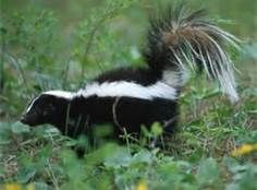 Skunk