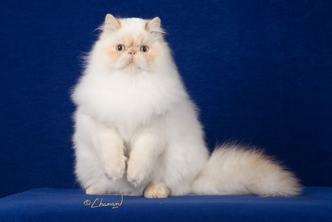 Dobby - cream point Himalayan
Third Best Internati