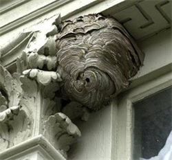 Bees, Wasps and Hornets