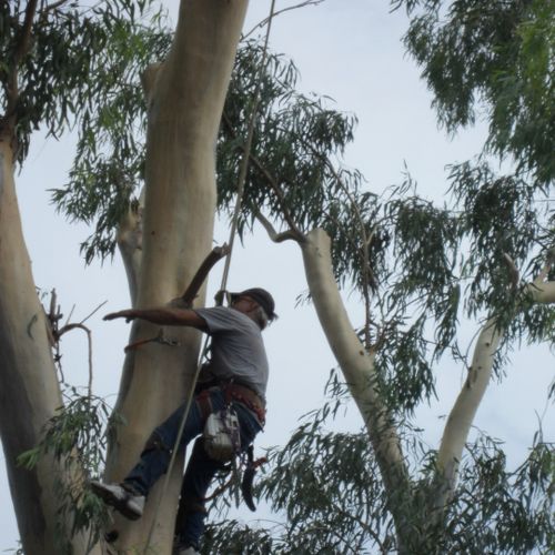 Service tech climbing the tree to trim/remove dead