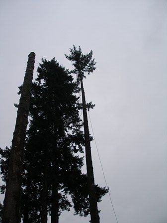 Big tall tree removals  by Arbor Art Tree Service