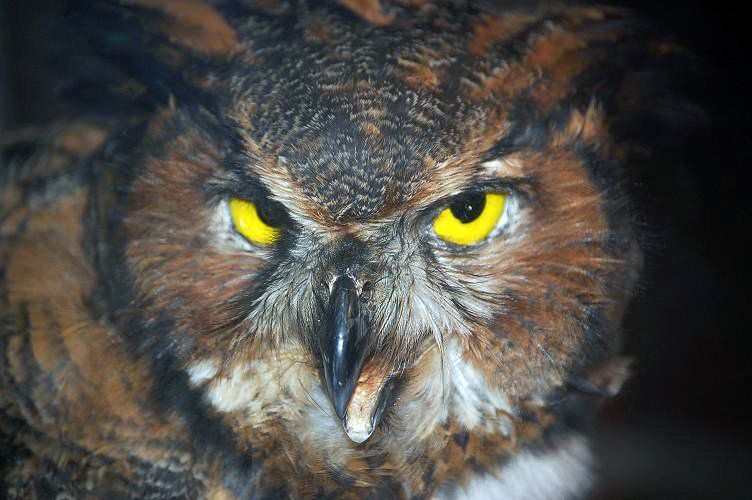 angry owl