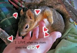 Reiki is for everyone.... including squirrels!