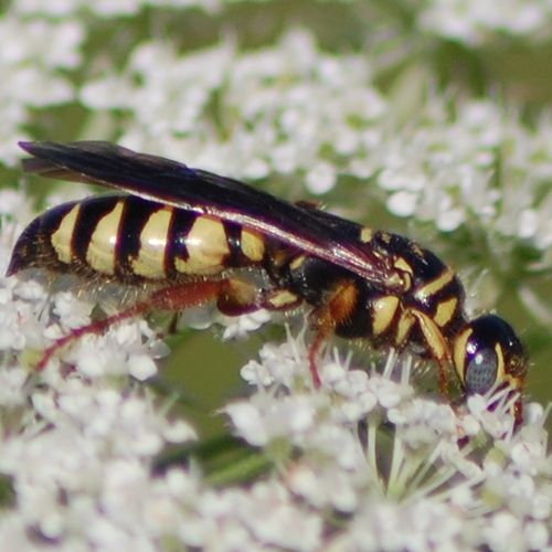 5-banded Tiphiid wasp