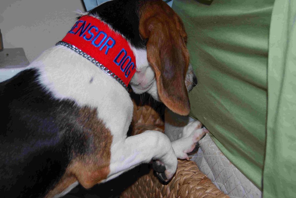 Ben the Bed Bug Dog  alerts to bed bugs in a mattr
