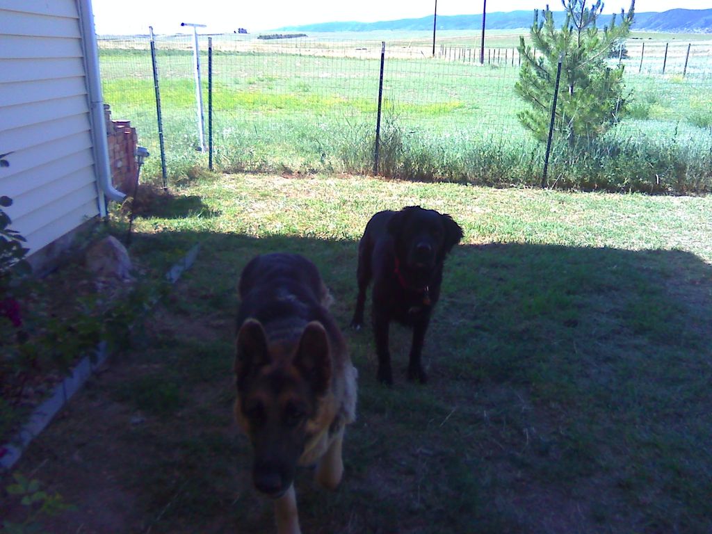 Backyard of one of my clients and her best friends