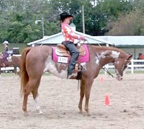 13 Year Old APHA/PtHA Mare for sale