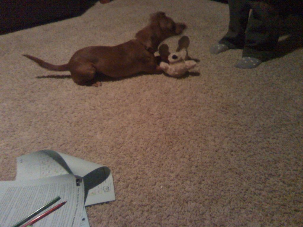 New arrival to my clients family, Boo and she want