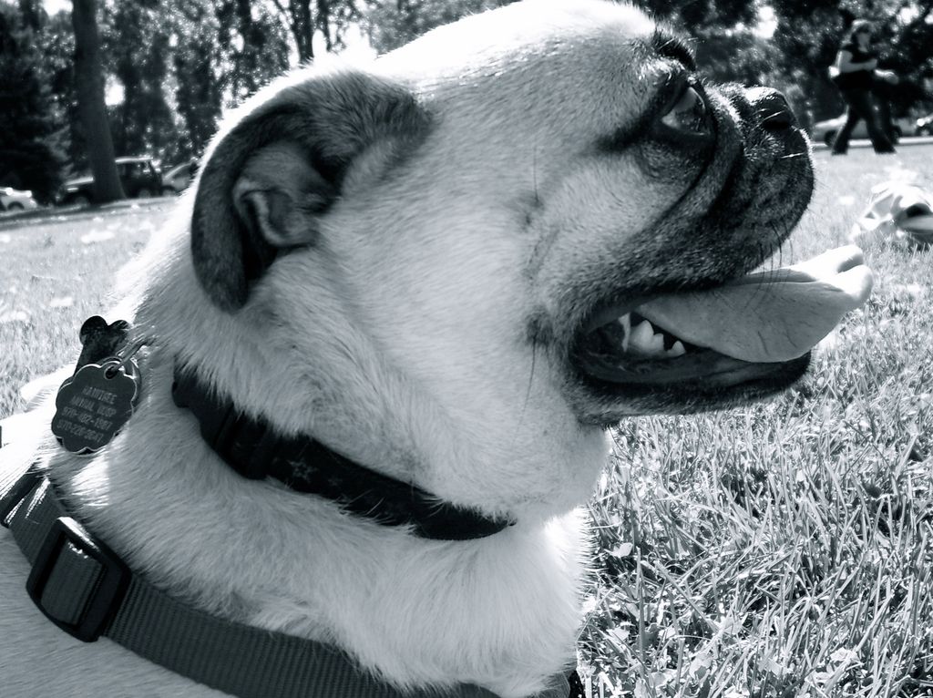 All4PawsPetSitting-Littleton